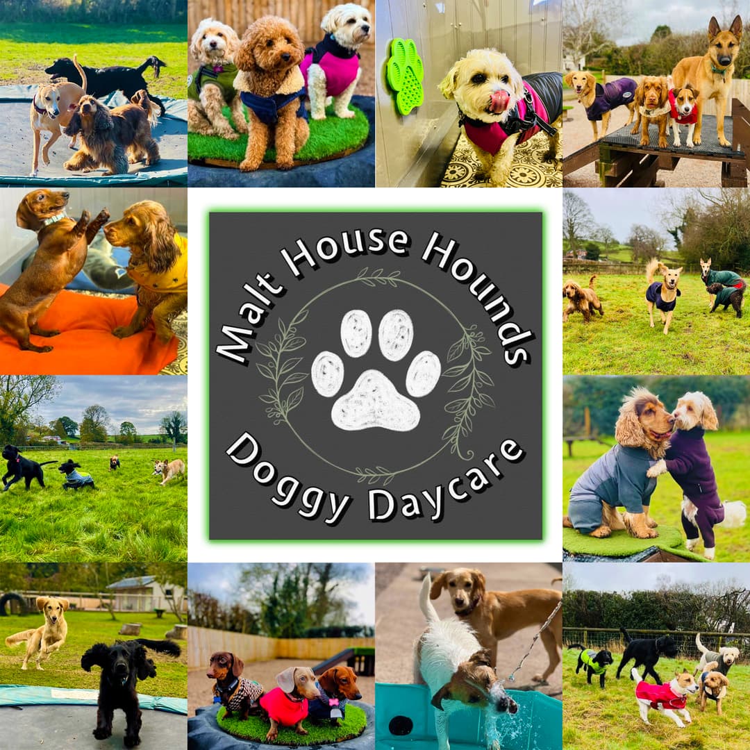 Malt House Hounds showing lots of dogs having fun